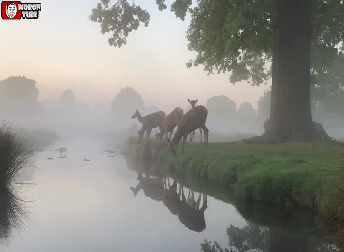 Video :Beautiful deer drinking from a river in England